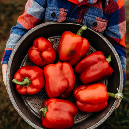 W1135 CALIFORNIA WONDER ČERVENÁ SLADKÁ SALÁTOVÁ PAPRIKA 0,5G