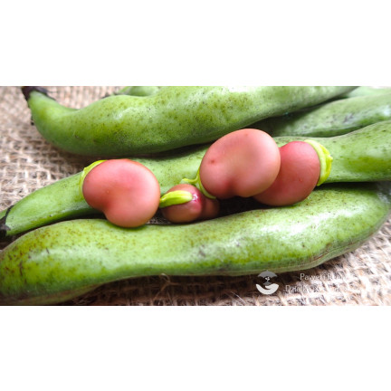 W1007 BOTH Vicia faba L. var. major karmínově červená plodná chutná raná 30G