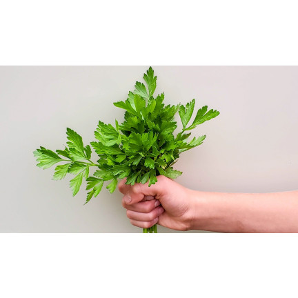 W3754 PETRŽEL GIGANTE D'ITALIA 2G SEMENO VYSOCE PRODUKTIVNÍ AROMATICKÁ