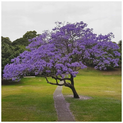  CESAR PAULownia (Kyslíkový strom) CO2