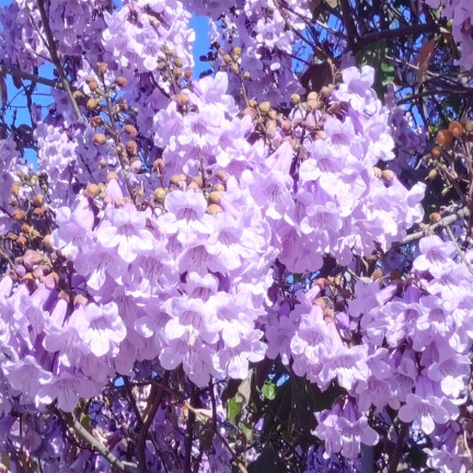  CESAR PAULownia (Kyslíkový strom) CO2
