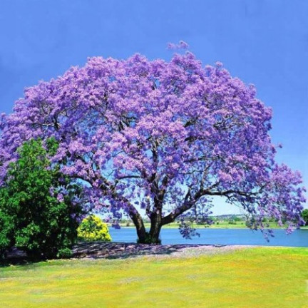  CESAR PAULownia (Kyslíkový strom) CO2