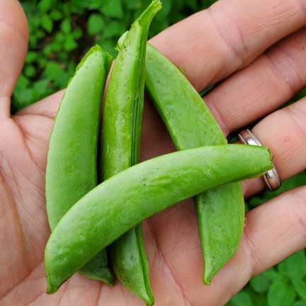 W1062 cukrový hrášek „Ambrosia“, raná odrůda, semena výnosného hrášku, 50 g