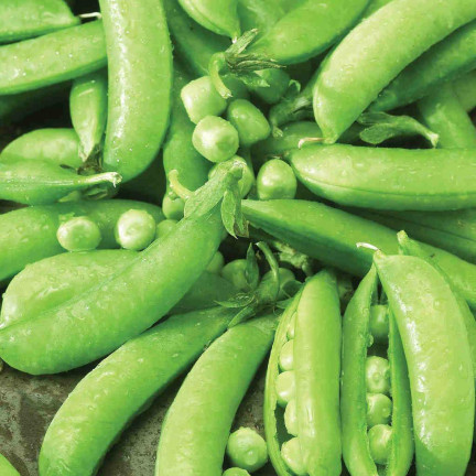 W1062 cukrový hrášek „Ambrosia“, raná odrůda, semena výnosného hrášku, 50 g