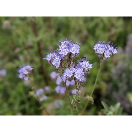 Facelia modrá, medonosná, jako mezikulturní plodina, semena, Toraf, 50 g