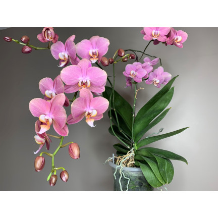 BIO8 přírodní substrát pro orchideje, 3 l, Biovita