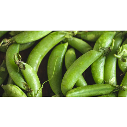 W1062 cukrový hrášek „Ambrosia“, raná odrůda, semena výnosného hrášku, 50 g