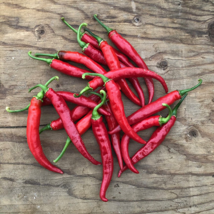 W1137 DE CAYENNE PÁLIVÁ CHILLI SEMÍNKA PÁLIVÁ 0,5G