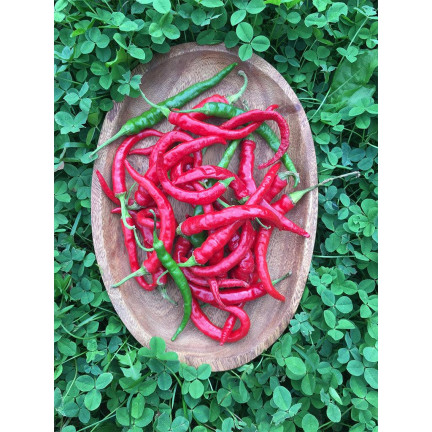 W1137 DE CAYENNE PÁLIVÁ CHILLI SEMÍNKA PÁLIVÁ 0,5G
