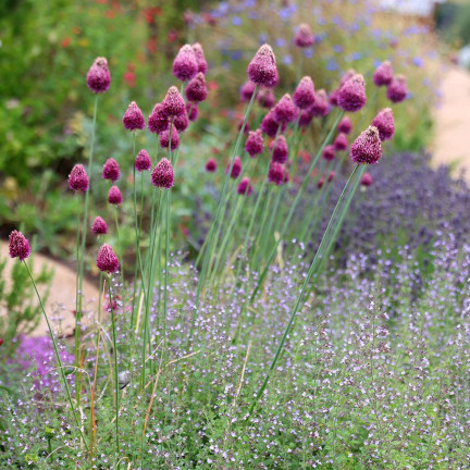 Česnek kulatý (Allium sphaerocephalon), cibulky, velikost 4/5, 50 ks.