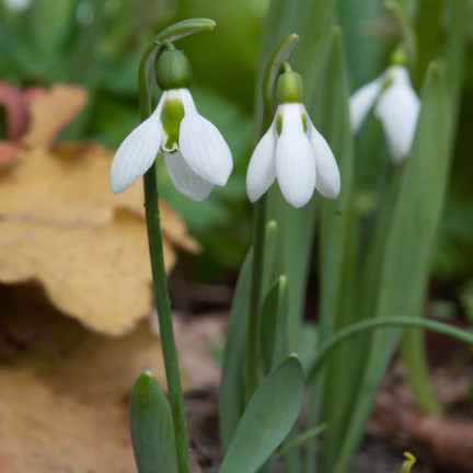 Galanthus „Sněženka“ elwesii, cibulky, velikost 4/5, 50 ks.