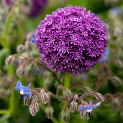 Cibulky květin rodu Allium, česnek Red Giant, velikost 10/12, 10 ks.