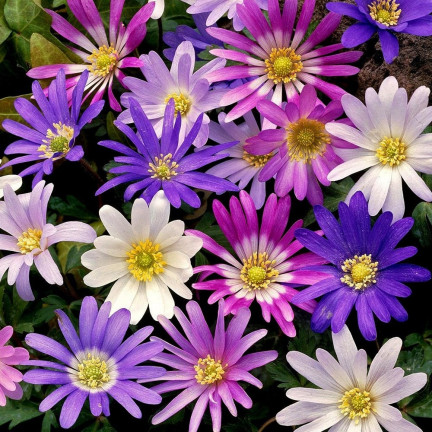 Anemone Blanda Mixed, cibulky anemonů, velikost 4/5, 50 ks.