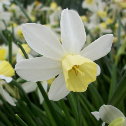Botanická narciska „Sailboat“, cibulky narcisů, velikost 8/10, 50 ks.