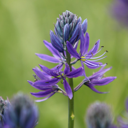 Kamasja, Camassia esculenta (quamash), cibulky, velikost 5/6, 50 ks.