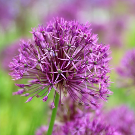 CEB23 obří okrasný česnek, cibulky česneku, cibule Allium Purple Rain, 5 ks, 12/14