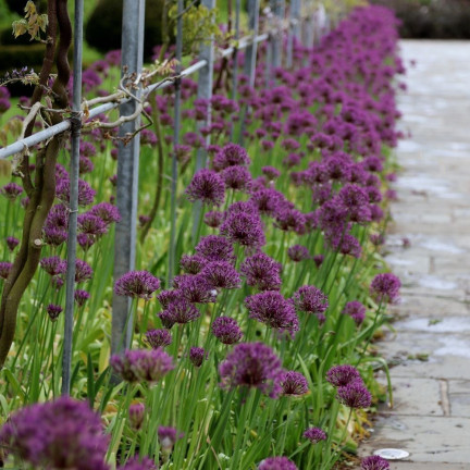 CEB23 obří okrasný česnek, cibulky česneku, cibule Allium Purple Rain, 5 ks, 12/14