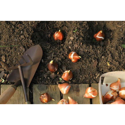 CEB5 TULIP PRAESTANS SHOGUN BLUMENZWIEBELN 50 STÜCK