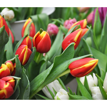 Tulipán Dow Jones, cibulky tulipánů, cibulky květin, velikost 9/10, 50 ks. 