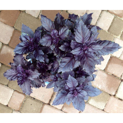 Z3002 ČERVENÁ AROMATICKÁ BAZLIE NA MASO TARTAROVÉ ČÍŠKY Ocimum basilicum 'Purpurascens'