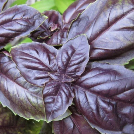 Z3002 ČERVENÁ AROMATICKÁ BAZLIE NA MASO TARTAROVÉ ČÍŠKY Ocimum basilicum 'Purpurascens'