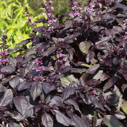 Z3002 ČERVENÁ AROMATICKÁ BAZLIE NA MASO TARTAROVÉ ČÍŠKY Ocimum basilicum 'Purpurascens'