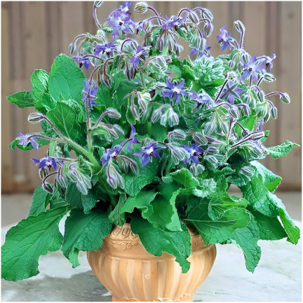 Z3025 BRUTNÁK LÉKAŘSKÝ ROČNÍ OKURKOVÁ PŘÍCHUŤ VIT C MANGAN BORAGO OFFICINALIS 2G