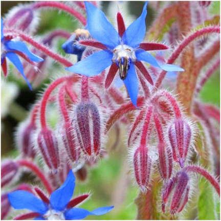 Z3025 BRUTNÁK LÉKAŘSKÝ ROČNÍ OKURKOVÁ PŘÍCHUŤ VIT C MANGAN BORAGO OFFICINALIS 2G