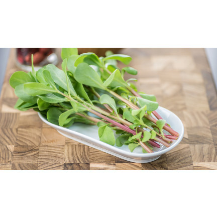 W1768 SEMÍNKA PURSLANE ZELENINOVÉ 1G TORAF CHUTNÁ ZDRAVÁ SUPERPOTRAVINA OMEGA-3