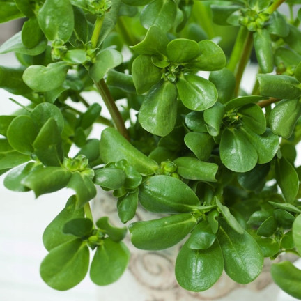 W1768 SEMÍNKA PURSLANE ZELENINOVÉ 1G TORAF CHUTNÁ ZDRAVÁ SUPERPOTRAVINA OMEGA-3