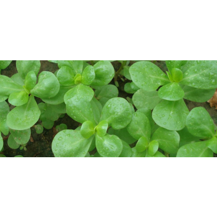W1768 SEMÍNKA PURSLANE ZELENINOVÉ 1G TORAF CHUTNÁ ZDRAVÁ SUPERPOTRAVINA OMEGA-3