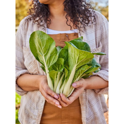 W3779 ČÍNSKÉ ZELÍ PAK CHOI 1G SEMENA ČÍNSKÉHO ZELÍ TORAF