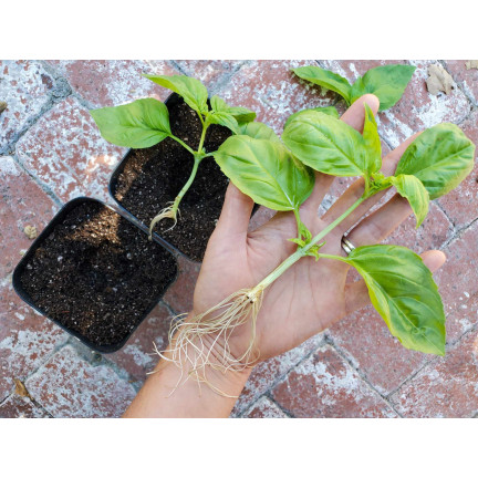 SUM28 sumin multiroots – přípravek na zakořenění, urychluje zakořenění řízků a cibulek okrasných rostlin, 100 ml