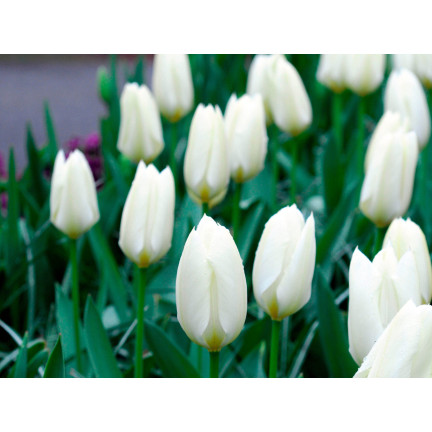 Tulipán purissima, cibulky tulipánů, cibulky květin, velikost 9,5/10, 50 ks.