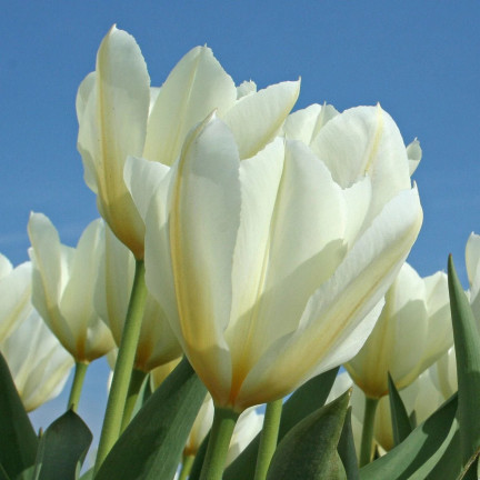 Tulipán purissima, cibulky tulipánů, cibulky květin, velikost 9,5/10, 50 ks.