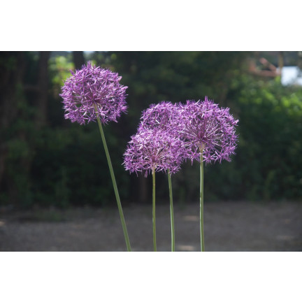 CEB23 obří okrasný česnek, cibulky česneku, cibule Allium Purple Rain, 5 ks, 12/14