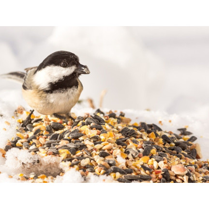 Směs pro volně žijící ptáky, celoroční krmivo, obilná semena, Turdus 1 kg