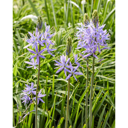 Kamasja, Camassia esculenta (quamash), cibulky, velikost 5/6, 50 ks.