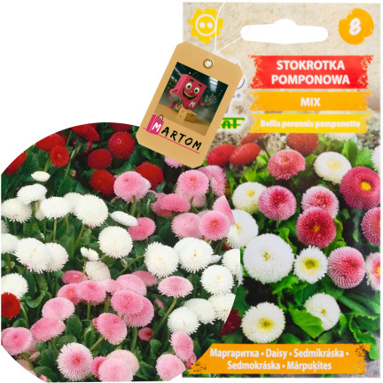 R3907 Sedmikráska pomponová – směs semen 0,1 g, barevné květy