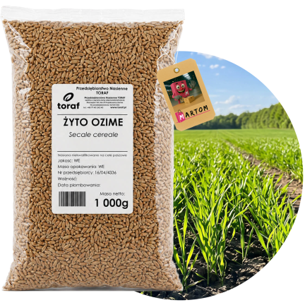 Žito jako ozimá mezikultura, semena, zrno, rychlý růst, zlepšení půdy, 1 kg