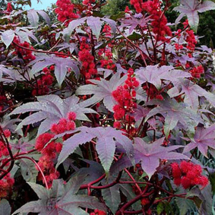 R2214 RICHINUS COMMUNIS - JEDNOROČNÍ GRARDEN KRÁSNÉ KVĚTY Ricinus communis 8SZT.