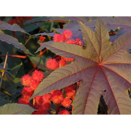 R2214 RICHINUS COMMUNIS - JEDNOROČNÍ GRARDEN KRÁSNÉ KVĚTY Ricinus communis 8SZT.