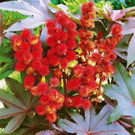 R2214 RICHINUS COMMUNIS - JEDNOROČNÍ GRARDEN KRÁSNÉ KVĚTY Ricinus communis 8SZT.