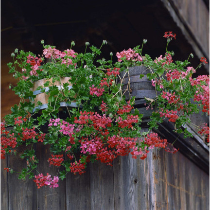 Závěsná pelargonie Speedy Mix, hybridy Pelargonium peltatum F2, semena (10 ks)