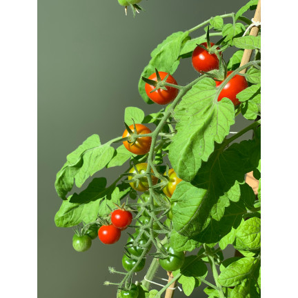 W5222 CHERRY RAJČATA BAJAJA 0,3G SEMÍNKA RAJČAT CHERRY RAJČATA NA BALKON