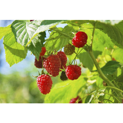 SUM77 – hnojivo Sumin pro jahody, lesní jahody, maliny a ostružiny, optimální složení, 1 kg