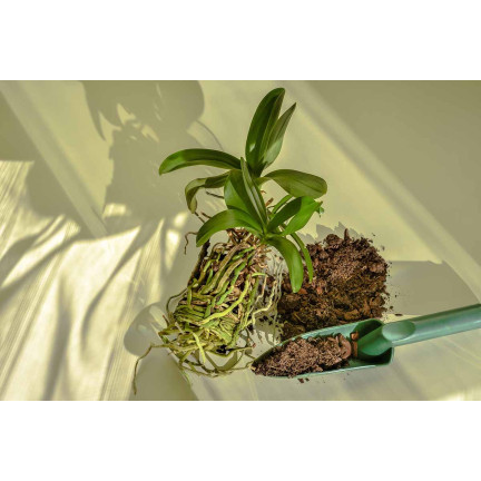 BIO8 přírodní substrát pro orchideje, 3 l, Biovita