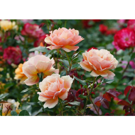 SUM14 – hnojivo pro růže, 1 kg, optimální složení, bohaté kvetení, zdravý růst