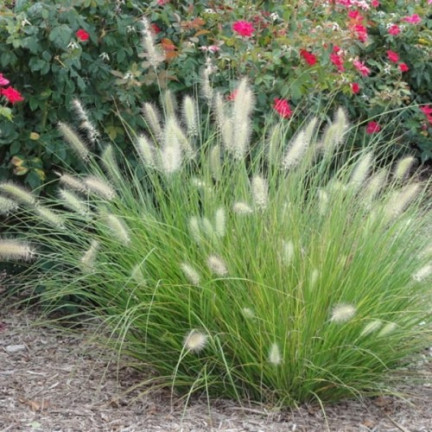 R2251 tráva Pennisetum villosum, jednoletá, chocholaté trsy, krásná, 12 ks.