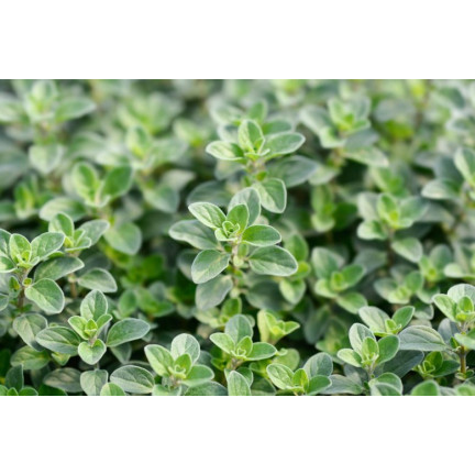 Z3018 SEMÍNKA MAJORÁNKY AROMATICKÁ PŘÍLOHA 1G